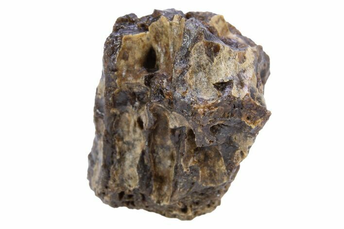 Fossil Tyrannosaur (T rex) Bone Section - Wyoming #306669